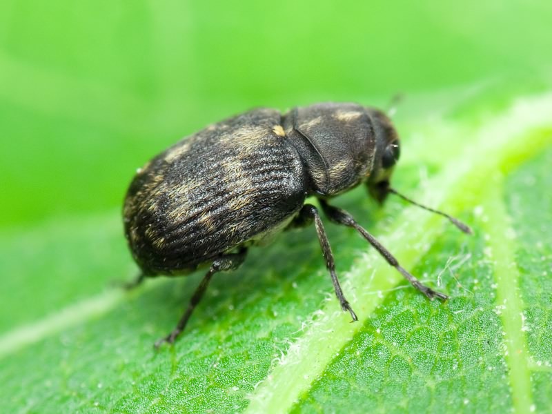Rhaphitropis marchica (Herbst, 1797)